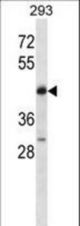 POU4F2 Antibody western blot of 293 cell line lysates (35 ug/lane). The POU4F2 antibody detected the POU4F2 protein (arrow).