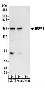 Detection of Human BRPF3 by Western Blot. Samples: Whole cell lysate (50 ug) from 293T, HeLa, and Jurkat cells. Antibodies: Affinity purified rabbit anti-BRPF3 antibody used for WB at 0.4 ug/ml. Detection: Chemiluminescence with an exposure time of 3 minutes.