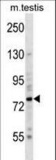 Mouse Brsk2 Antibody western blot of mouse testis tissue lysates (35 ug/lane). The Brsk2 antibody detected the Brsk2 protein (arrow).