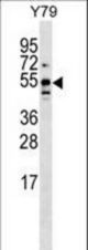 BRUNOL5 Antibody western blot of Y79 cell line lysates (35 ug/lane). The BRUNOL5 Antibody detected the BRUNOL5 protein (arrow).