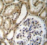 BRUNOL6 Antibody immunohistochemistry of formalin-fixed and paraffin-embedded human kidney tissue followed by peroxidase-conjugated secondary antibody and DAB staining.
