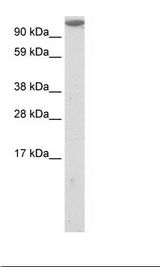 NIH 3T3 Cell Lysate