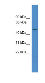 BSCL2 antibody LS-C117027 Western blot of U937 cell lysate.