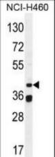BSCL2 Antibody western blot of NCI-H460 cell line lysates (35 ug/lane). The BSCL2 antibody detected the BSCL2 protein (arrow).