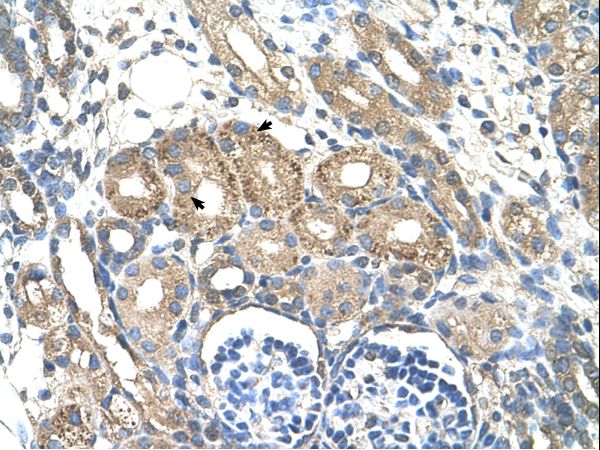 BSDC1 antibody LS-C31937 was used in IHC to stain formalin-fixed, paraffin-embedded human kidney.