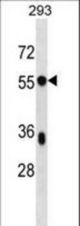 BSDC1 Antibody western blot of 293 cell line lysates (35 ug/lane). The BSDC1 antibody detected the BSDC1 protein (arrow).