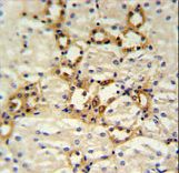BSND Antibody IHC of formalin-fixed and paraffin-embedded mouse kidney tissue followed by peroxidase-conjugated secondary antibody and DAB staining.