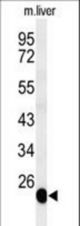 Western blot of BSND Antibody in mouse liver tissue lysates (35 ug/lane). BSND (arrow) was detected using the purified antibody.