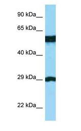 BSPRY antibody Western Blot of THP-1.