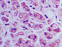 IHC of BST2 in human liver tissue using BST2 antibody at 5 ug/ml.
