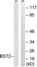 Western blot of extracts from Jurkat cells, using BST2 Antibody. The lane on the right is treated with the synthesized peptide.