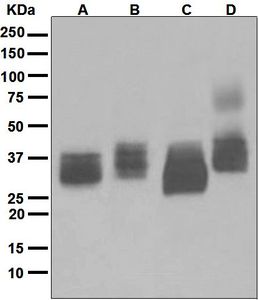 Western blot analysis on (A) U937, (B) Molt-4, (C) human spleen, and (D) HeLa lysates using anti-CD317 / BST2 antibody.