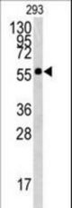 Western blot of BTBD1 antibody in 293 cell line lysates (35 ug/lane). BTBD1 (arrow) was detected using the purified antibody.