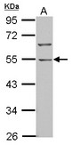 Sample (30 ug of whole cell lysate) A: NT2D1 10% SDS PAGE BTBD10 antibody diluted at 1:1000