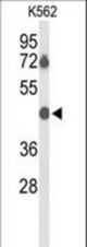 Western blot of BTBD10 Antibody in K562 cell line lysates (35 ug/lane). BTBD10 (arrow) was detected using the purified antibody.