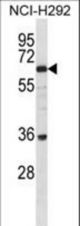 BTBDG Antibody western blot of NCI-H292 cell line lysates (35 ug/lane). The BTBDG antibody detected the BTBDG protein (arrow).