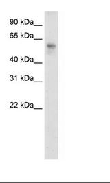 Placenta Lysate