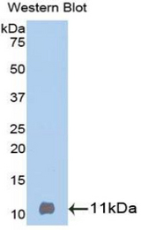 Western blot of recombinant BTC / Betacellulin.