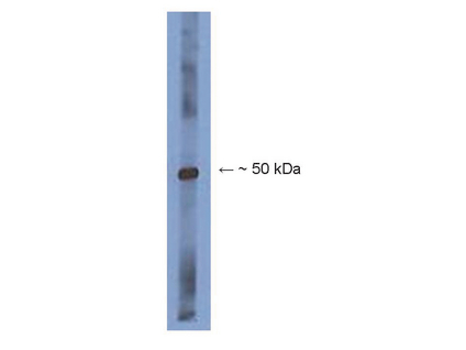 WB: 0.5-2 g/mL on mouse brain lysate.