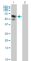 Western Blot analysis of BTD expression in transfected 293T cell line by BTD monoclonal antibody (M01), clone 3B10-2B3.Lane 1: BTD transfected lysate(61.1 KDa).Lane 2: Non-transfected lysate.