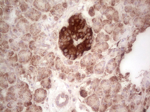 IHC of paraffin-embedded Human pancreas tissue using anti-ABAT mouse monoclonal antibody. (Heat-induced epitope retrieval by 1 mM EDTA in 10mM Tris, pH8.5, 120°C for 3min).