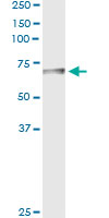 Immunoprecipitation of BTD transfected lysate using anti-BTD monoclonal antibody and Protein A Magnetic Bead, and immunoblotted with BTD rabbit polyclonal antibody.