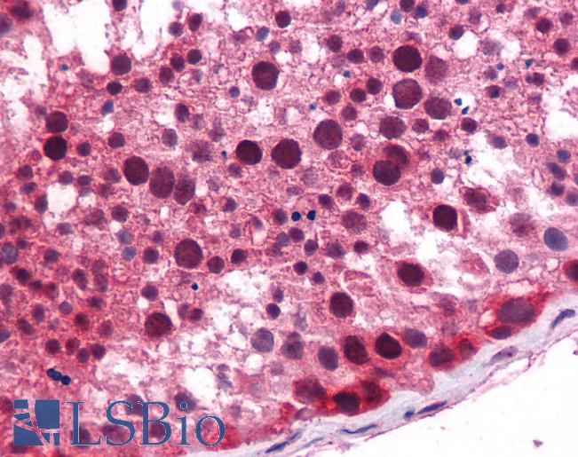 Anti-KLF9 antibody IHC of human testis. Immunohistochemistry of formalin-fixed, paraffin-embedded tissue after heat-induced antigen retrieval. Antibody LS-B5581 concentration 5 ug/ml.