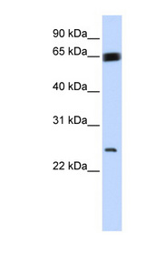 KLF9 antibody LS-C112150 Western blot of 721_B cell lysate.