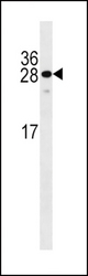 KLF9 Antibody western blot of WiDr cell line lysates (35 ug/lane). The KLF9 antibody detected the KLF9 protein (arrow).