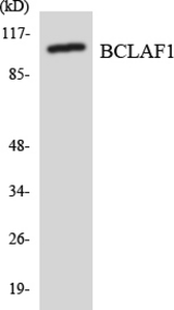 Western blot of the lysates from HeLa cells using BCLAF1 antibody.