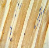 BCLAF1 antibody immunohistochemistry of formalin-fixed and paraffin-embedded human skeletal muscle followed by peroxidase-conjugated secondary antibody and DAB staining.