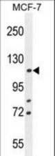 BCLAF1 Antibody western blot of MCF-7 cell line lysates (35 ug/lane). The BCLAF1 antibody detected the BCLAF1 protein (arrow).