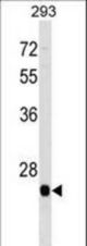 BTG4 Antibody western blot of 293 cell line lysates (35 ug/lane). The BTG4 antibody detected the BTG4 protein (arrow).