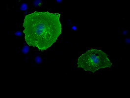 Anti-BTN1A1 mouse monoclonal antibody immunofluorescent staining of COS7 cells transiently transfected by pCMV6-ENTRY BTN1A1.