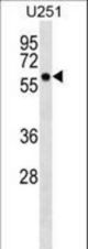 BTN3A3 Antibody western blot of U251 cell line lysates (35 ug/lane). The BTN3A3 antibody detected the BTN3A3 protein (arrow).