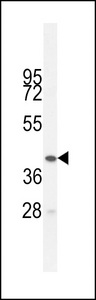 BTNL3 Antibody western blot of HL-60 cell line lysates (35 ug/lane). The BTNL3 antibody detected the BTNL3 protein (arrow).