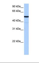 Fetal liver cell lysate. Antibody concentration: 0.5 ug/ml. Gel concentration: 12%.