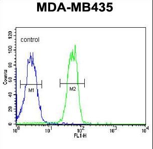 BTNL8 Antibody flow cytometry of MDA-MB435 cells (right histogram) compared to a negative control cell (left histogram). FITC-conjugated goat-anti-rabbit secondary antibodies were used for the analysis.