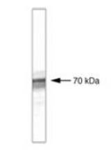 Western blot of HEK 293 cells transfected with b-TrCP