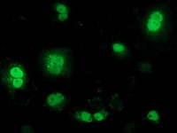 Anti-BTRC mouse monoclonal antibody immunofluorescent staining of COS7 cells transiently transfected by pCMV6-ENTRY BTRC.