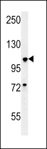BUB1A Antibody western blot of A549 cell line lysates (35 ug/lane). The BUB1A antibody detected the BUB1A protein (arrow).