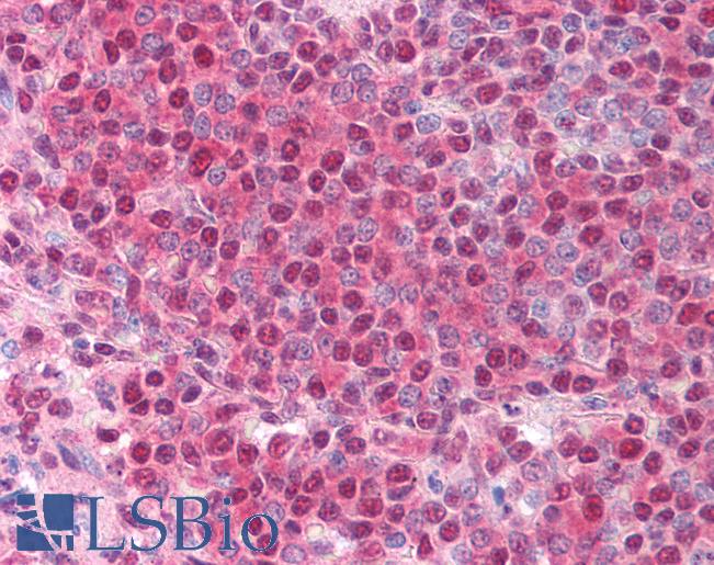 Anti-BUB3 antibody IHC of human spleen. Immunohistochemistry of formalin-fixed, paraffin-embedded tissue after heat-induced antigen retrieval. Antibody LS-B1340 concentration 5 ug/ml.