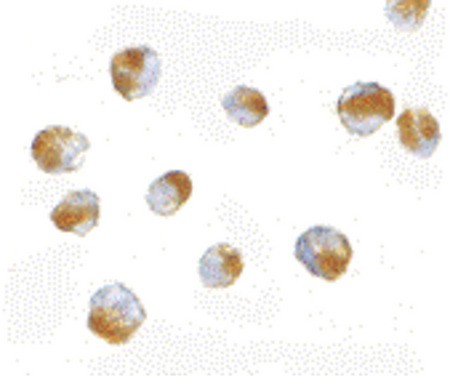 Immunocytochemistry of Bub3 in Jurkat cells with Bub3 antibody at 10 ug/ml.