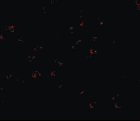 Immunofluorescence of bub3 in Jurkat cells with bub3 antibody at 20 ug/ml.
