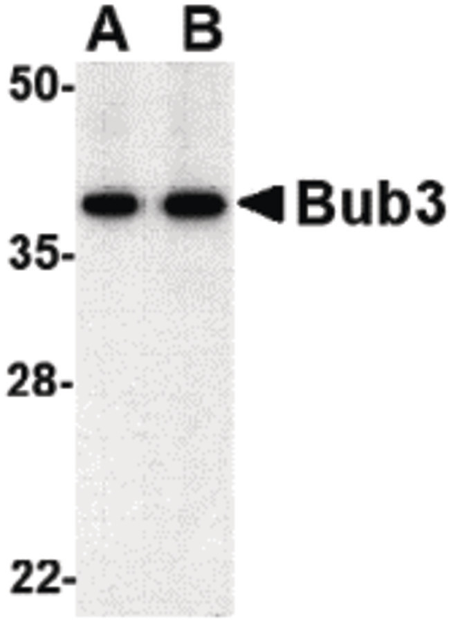 Western blot of bub3 in Jurkat cell lysate with bub3 antibody at (A) 0.5 and (B) 1 ug/ml.