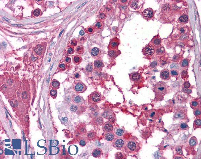 Anti-BUB3 antibody IHC of human testis. Immunohistochemistry of formalin-fixed, paraffin-embedded tissue after heat-induced antigen retrieval. Antibody LS-B4858 concentration 10 ug/ml.