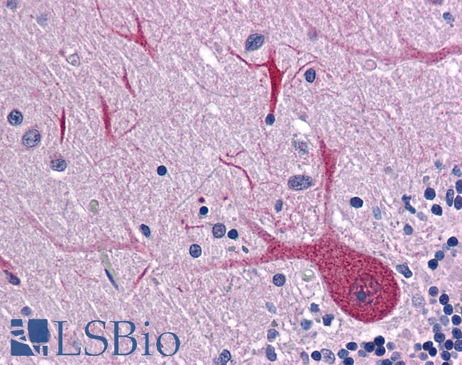 Anti-BUB3 antibody IHC of human brain, cerebellum. Immunohistochemistry of formalin-fixed, paraffin-embedded tissue after heat-induced antigen retrieval. Antibody LS-B4858 concentration 10 ug/ml.