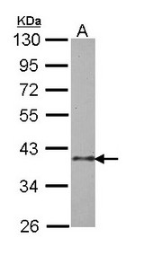 Sample (30 ug of whole cell lysate). A: H1299. 10% SDS PAGE. BUB3 antibody diluted at 1:1000.