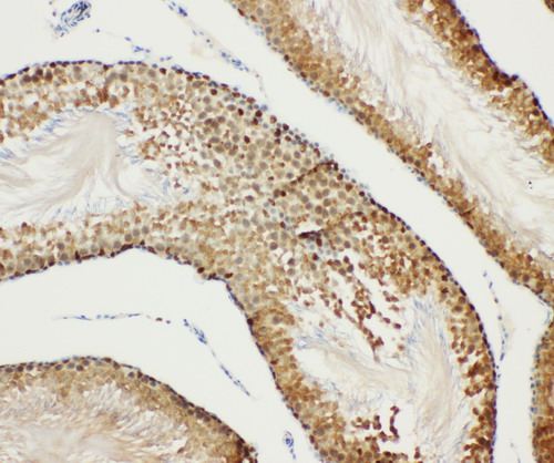 BUB3 antibody. IHC(P): Rat Testis Tissue.