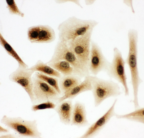 BUB3 antibody. ICC: A549 Cell.
